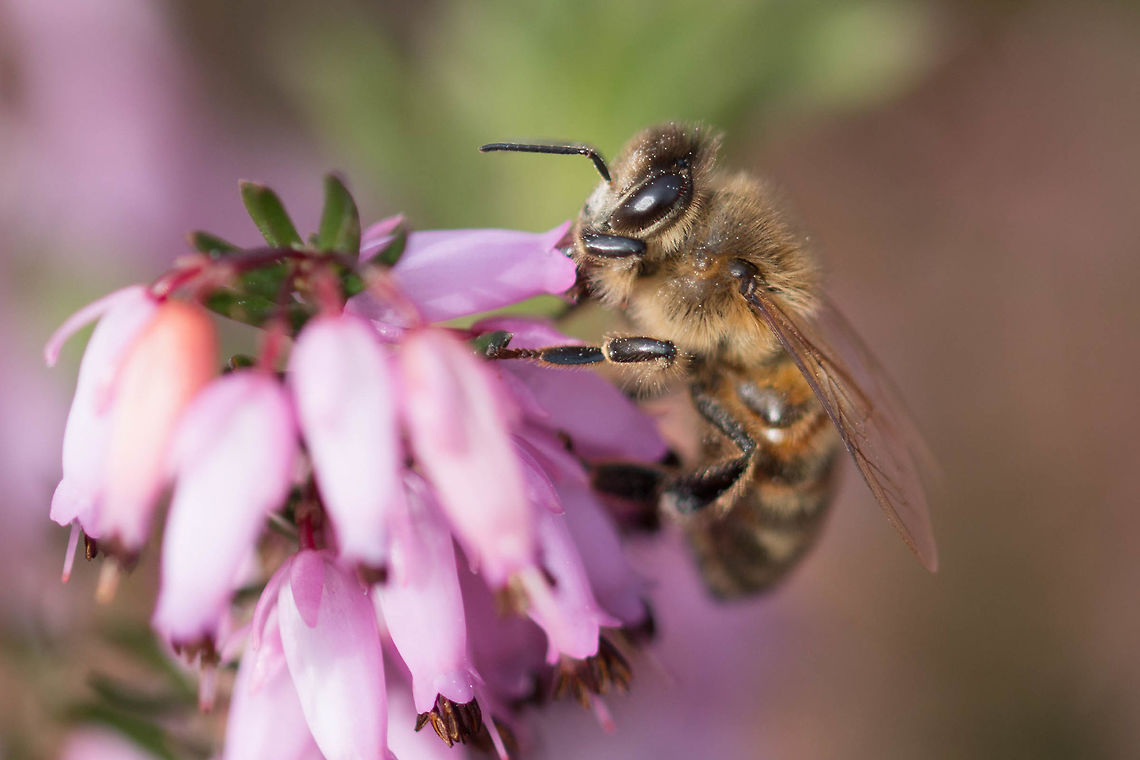 honey_bee_2  Apis mellifera,Geotagged,United Kingdom,Western honey bee,Winter