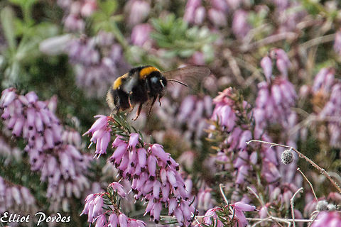 bumblebee_in_flight Bumblebee collecting nectar Bombus pratorum,Early bumblebee,Geotagged,United Kingdom