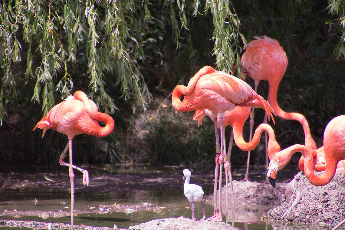 Young Flamingo A very young flamingo meeting the grown ups American Flamingo,Geotagged,Phoenicopterus ruber,United Kingdom,zoo