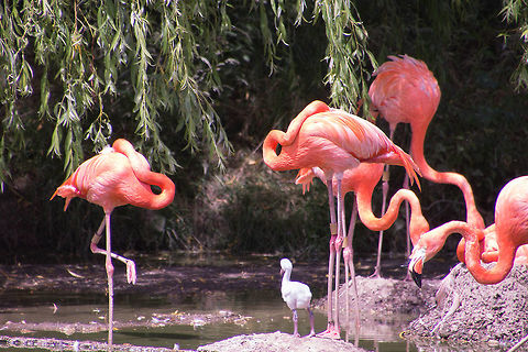 Young Flamingo A very young flamingo meeting the grown ups American Flamingo,Geotagged,Phoenicopterus ruber,United Kingdom,zoo