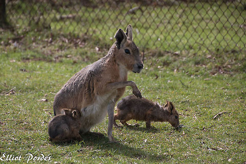 Mara_with_young Dolichotis patagonum,Geotagged,Patagonian mara,Spring,United Kingdom