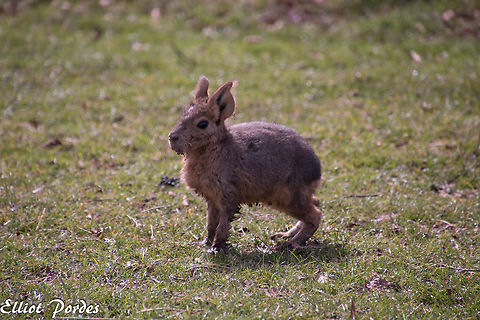 Young_Mara Only a few hours old. Taken at zsl whipsnade Dolichotis patagonum,Geotagged,Patagonian mara,Spring,United Kingdom