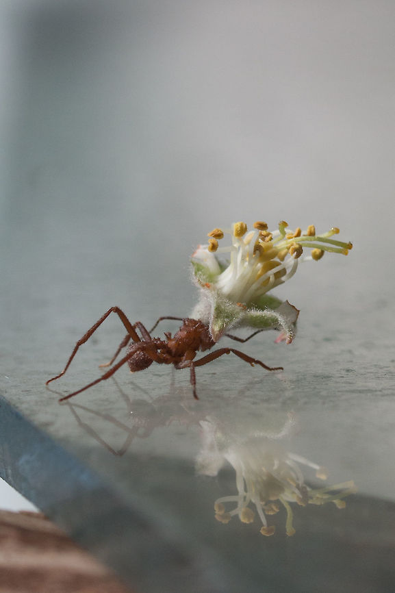ant_delivering_flowers  Acromyrmex octospinosus,Atta cephalotes,Geotagged,Spring,ant