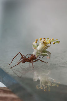 Acromyrmex octospinosus