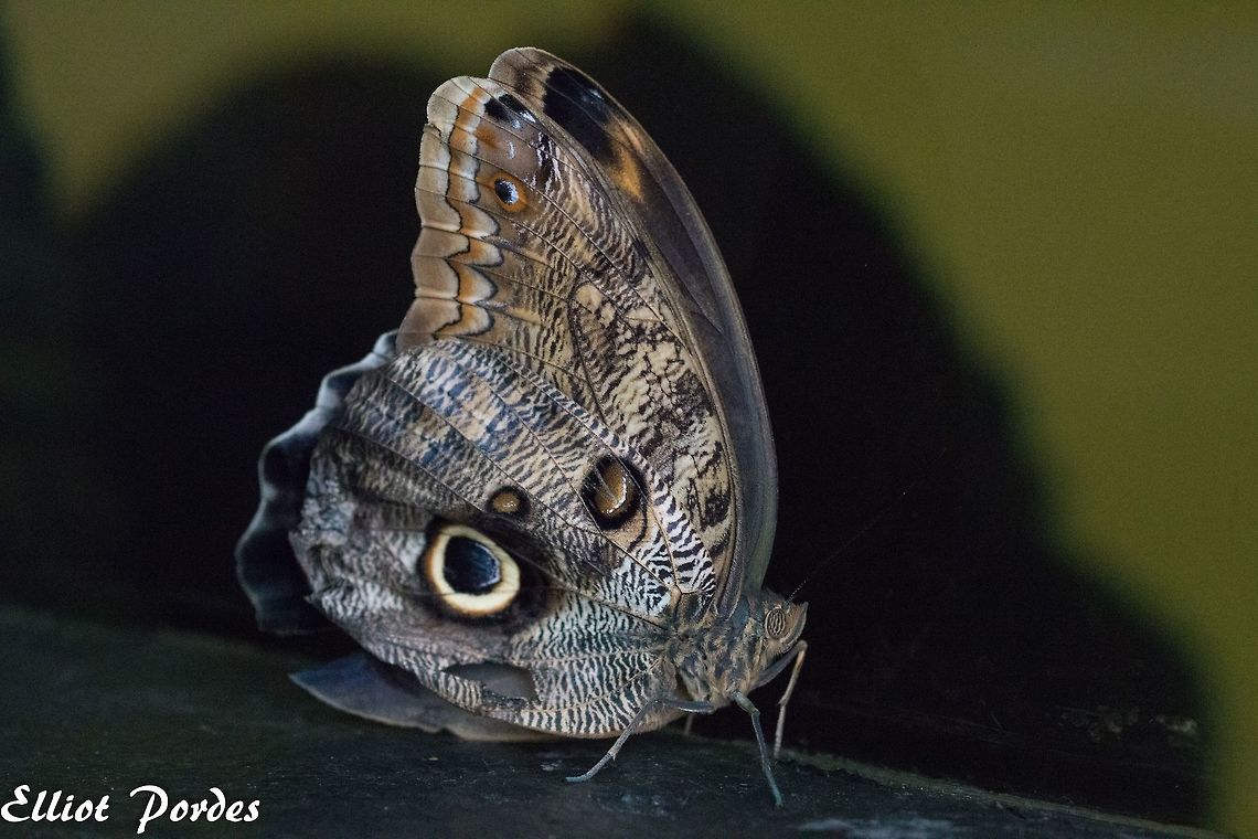owl_butterfly  Caligo memnon,Geotagged,Giant Owl,Spring,United Kingdom,butterfly