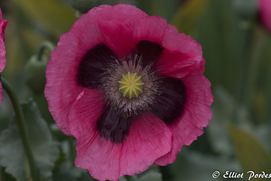 Opium Poppy Also known as Papaver Somniferum Geotagged,Opium Poppy,Papaver somniferum,Rose,Summer,United Kingdom