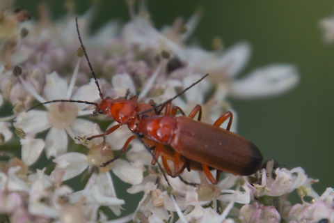 red_soldier_beetles  Common red soldier beetle,Geotagged,Rhagonycha fulva,Summer,United Kingdom