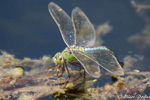 dragon_fly Emperor dragonfly or Blue Emperor. Taken at ZSL Whipsnade but not one of their normal animals in an enclosure. It was flying around the otters lake.  Anax imperator,Emperor Dragonfly,Geotagged,Summer,United Kingdom,dragon fly