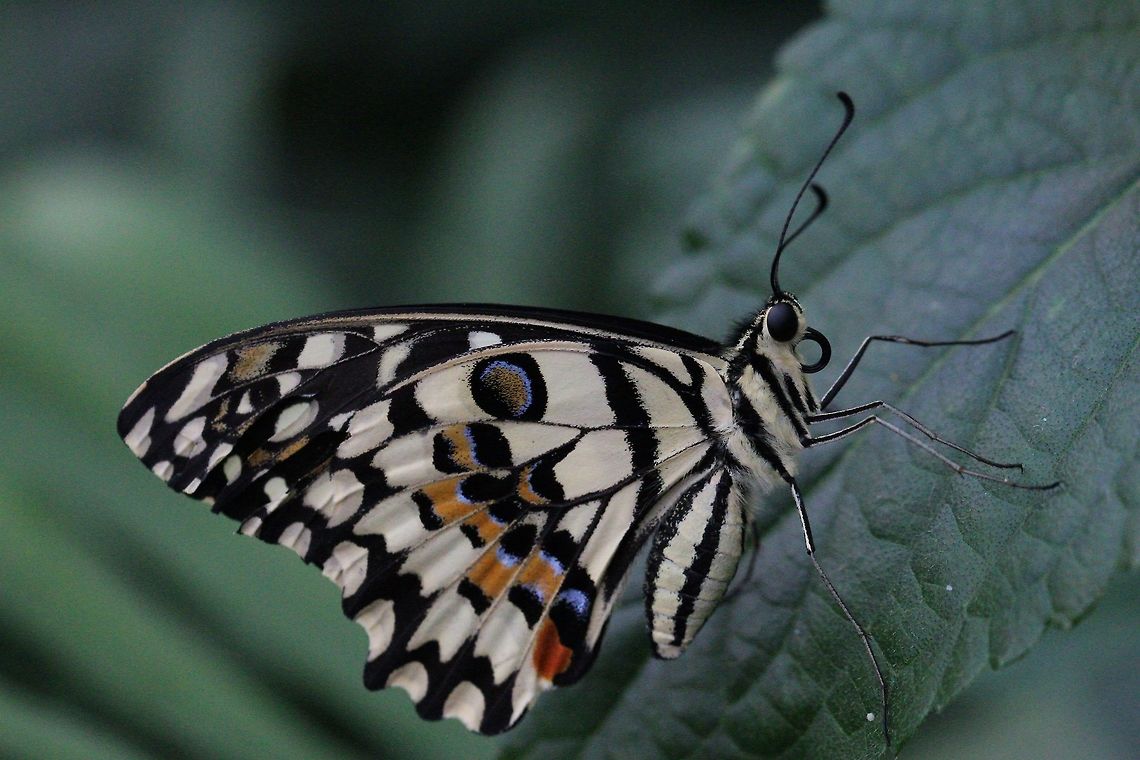Swallowtail_Butterfly Also known as Common Lime Butterfly Common Lime Butterfly,Geotagged,Papilio demoleus,Summer,United Kingdom