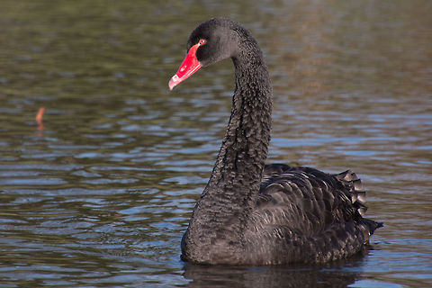 Black_swan An unusual visitor to the lakes in Verulamium Park St Albans UK Black Swan,Cygnus atratus,Fall,Geotagged,United Kingdom,black swan