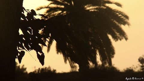 Sunset Effect I took this picture in hopes to represent the simplicity and beauty of the sunset time and the effect of relaxition it gives to the person experiencing the moment.
    DSC-H7
    f/8.0
    10/1600s
    ISO100
    78mm

 Geotagged,Morocco