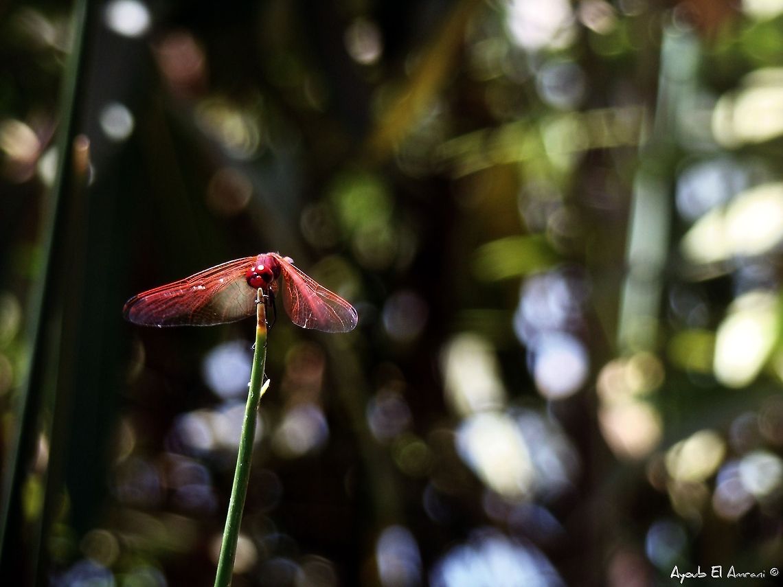 A Dragonfly's Journey I saw this guy setting on that plant peacefully, I didn't even scare it even though I was too close and I was there for about 10 minutes trying to get the right picture, that courage made it really live up to it's name a "Dragon"fly and I had to photograph it!<br />
    DSC-H7<br />
    f/4.0<br />
    10/1600s<br />
    ISO100<br />
    51.8mm<br />
<br />
 Dragonfly,Geotagged,Macro,Morocco,Trithemis annulata,Violet dropwing,nature,plants