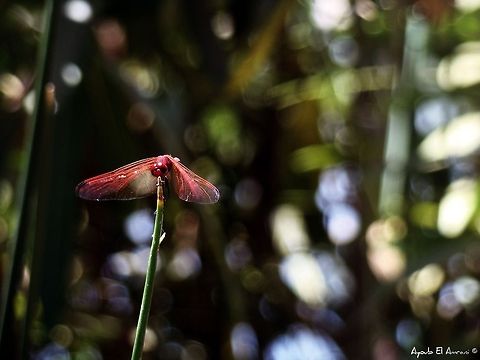 A Dragonfly's Journey I saw this guy setting on that plant peacefully, I didn't even scare it even though I was too close and I was there for about 10 minutes trying to get the right picture, that courage made it really live up to it's name a "Dragon"fly and I had to photograph it!
    DSC-H7
    f/4.0
    10/1600s
    ISO100
    51.8mm

 Dragonfly,Geotagged,Macro,Morocco,Trithemis annulata,Violet dropwing,nature,plants