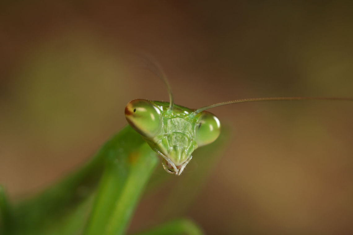 Praying Mantis A small praying mantis I found in the grass while searching for macro subjects. bug,green,insect,macro,mantis,praying