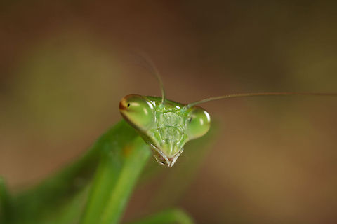 Praying Mantis A small praying mantis I found in the grass while searching for macro subjects. bug,green,insect,macro,mantis,praying