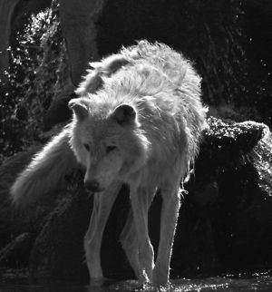 Gray Wolf Taken in West Yellowstone, MT. Canis lupus,Gray wolf