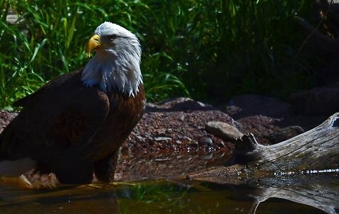 Bald Eagle Bald Eagle from West Yellowstone, MT. Bald Eagle,Haliaeetus leucocephalus