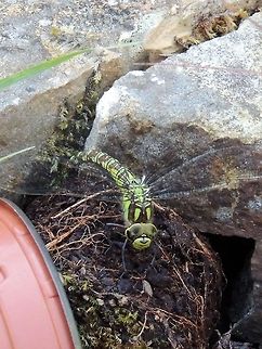 Southern hawker female  Aeshna cyanea,Geotagged,Southern Hawker,United Kingdom