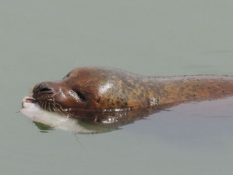 Harbor (common) seal in the UK  Geotagged,Harbor (common) seal,Phoca vitulina,United Kingdom