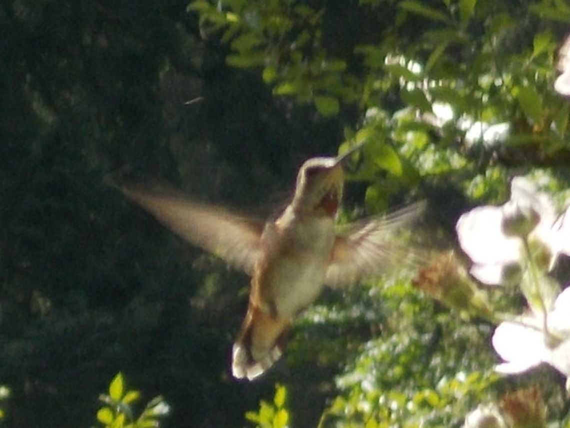 Rufous Hummingbird feeding A female Rufous Hummingbird feeding on a blackberry flower. Mt Hood National Forest, Oregon Rufous Hummingbird,Selasphorus rufus
