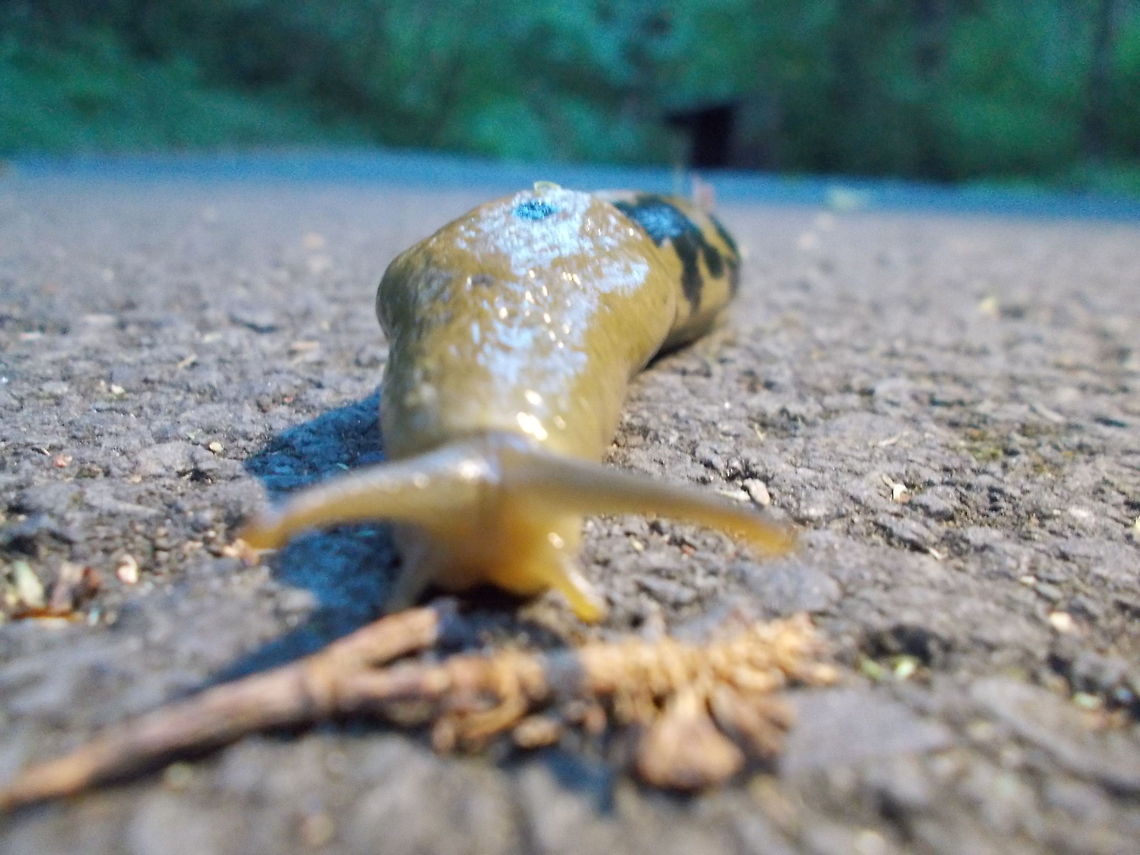 Banana Slug "Selfie" Banana Slugs are very common in Oregon. I found this guy taking a stroll after a rainy day in the Mt. Hood Nat&#039;l Forest.  Ariolimax Columbianus,Geotagged,Pacific banana slug,Spring,United States