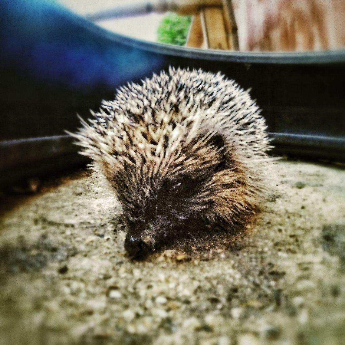 Found, one lost Hedgehog! This little fellow was found stuck inside a car tyre I have in my garden.  He had climbed in and couldn&#039;t get back out. Erinaceus europaeus,European Hedgehog,Garden,hedgehog