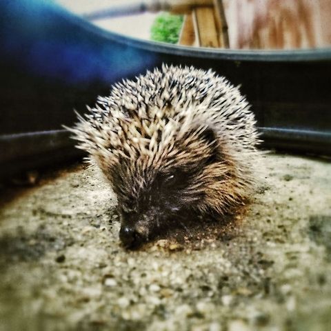 Found, one lost Hedgehog! This little fellow was found stuck inside a car tyre I have in my garden.  He had climbed in and couldn't get back out. Erinaceus europaeus,European Hedgehog,Garden,hedgehog