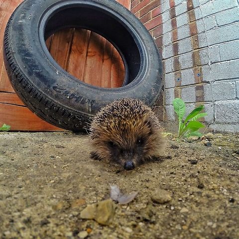 This is how I roll! Hedgehog rescued from car tyre rolled into a ball and then unrolled so I could snap him  Erinaceus europaeus,European Hedgehog,garden,hedgehog