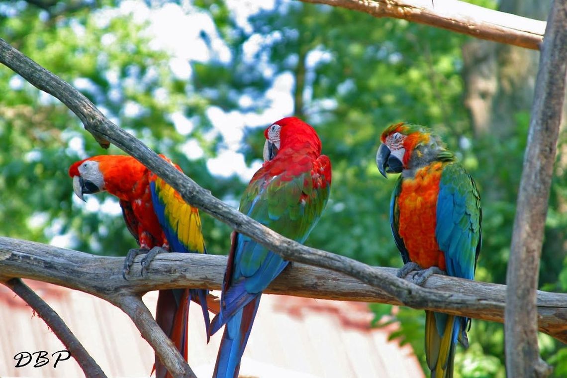 Triple Take These macaws were so beautiful I just couldn&#039;t take my eyes off of them. I was at the Catoctin Zoo for the very first time and I loved the whole atmosphere of all the different kinds of animals around. I love animals that show expression and I thought that this photo was a great way to showcase the macaws personalities and beautiful color.  Ara macao,Scarlet Macaw,Zoo