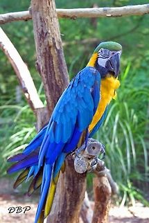 Mr. Macaw When I was little I had a Fur Real friend that looked exactly like this Macaw and I just had to take a photo of it. I don't get to shoot a lot of zoo wildlife and I wanted to remember all of the birds wonderful colors. It was really cool to see a toy I had had growing up in real life! Ara ararauna,Blue-and-Yellow Macaw