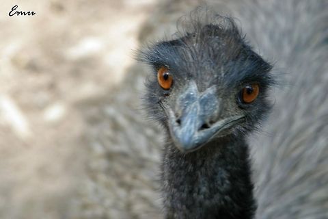 Emu I have never seen an emu before but I have always wanted to see one. I was with my family at the Catoctin Zoo and we took the safari tour and I finally had my chance. I was amazed that one of them looked right at me. I was in awe of the amazing detail and color in their eyes. Dromaius novaehollandiae,Emu,Zoo