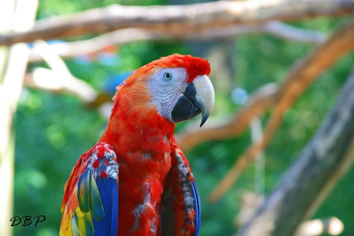 Flawed Beauty I saw this particular macaw and noticed that it was different than all of the others. It wasn&#039;t completely covered in it&#039;s trademark rainbow colored feathers. There were splotches of white feathers underneath it&#039;s coat. Even though the white feathers were present every person saw this macaw and the beautiful colors it had to display. Ara macao,Scarlet Macaw