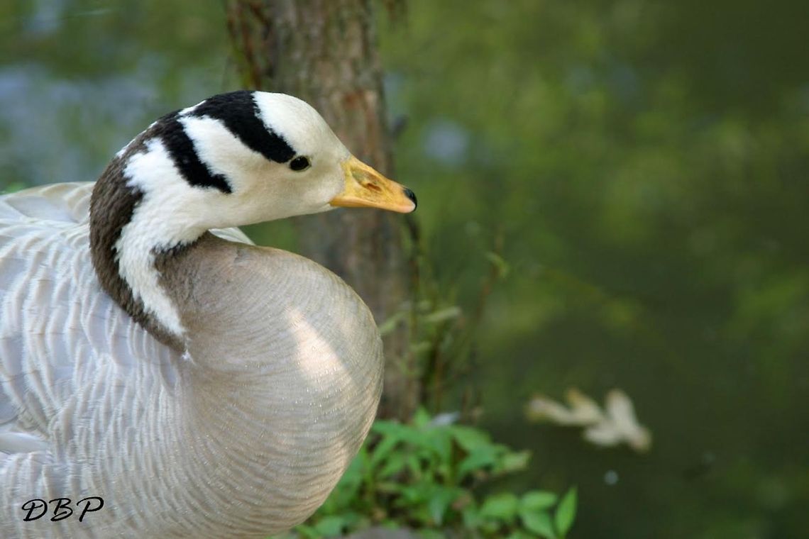 Mother Goose I was at the Catoctin Zoo and couldn&#039;t help noticing this beautiful bird. I had never seen one like it before and I just had to follow it as it was walking around the zoo with the other geese. I wonder if it lays golden eggs?  Anser indicus,Bar-headed Goose,Zoo