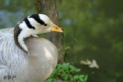 Mother Goose I was at the Catoctin Zoo and couldn't help noticing this beautiful bird. I had never seen one like it before and I just had to follow it as it was walking around the zoo with the other geese. I wonder if it lays golden eggs?  Anser indicus,Bar-headed Goose,Zoo