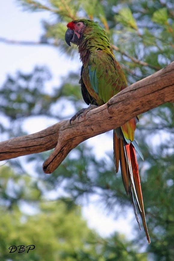 Green Macaw With so many birds on display I couldn&#039;t help but notice this macaw because it was the only one with such unique color. It was very proud, perched high as if he wanted the world to see just how majestic he was. Ara ambiguus,Great Green Macaw