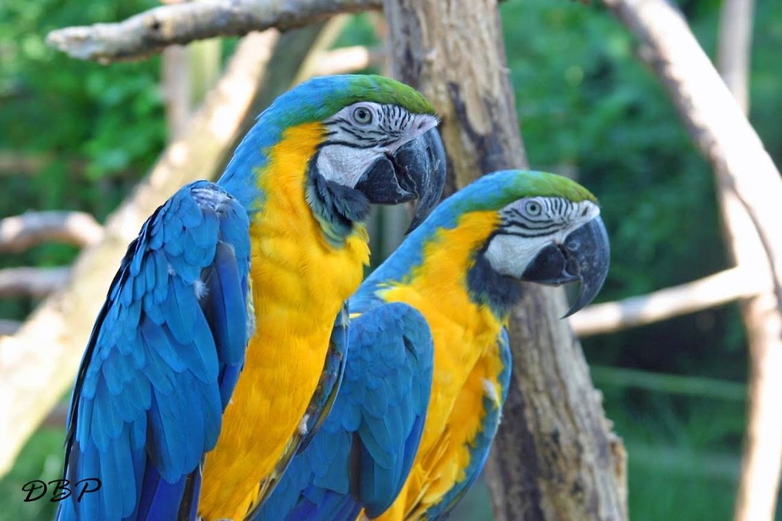 Double Trouble These two could have been brothers! Every time I took a photo they were copying each other and I couldn&#039;t help but notice just how similar they were. It&#039;s like a mirror image!  Ara ararauna,Blue-and-Yellow Macaw