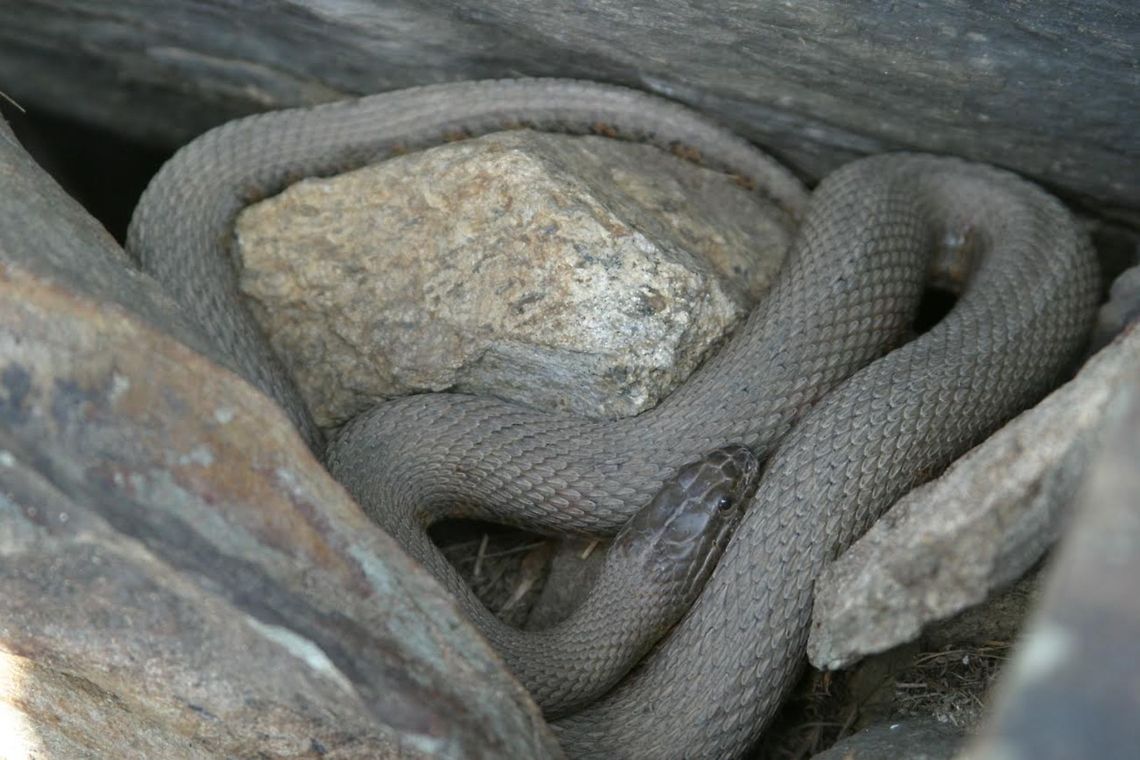 In the Rocks My friends and I were doing an outdoor project for our Environmental Science class and we ran into this snake. My teacher thought it was a brown snake but I&#039;m not 100% sure. DBP Eastern brown snake,Nerodia sipedon,Northern water snake,Pseudonaja textilis