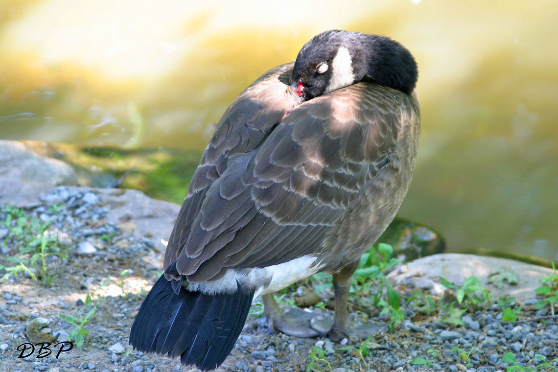 Sweet Dreams A Canadian Goose taking a much needed rest in the rays of the sun Branta canadensis,Canada Goose