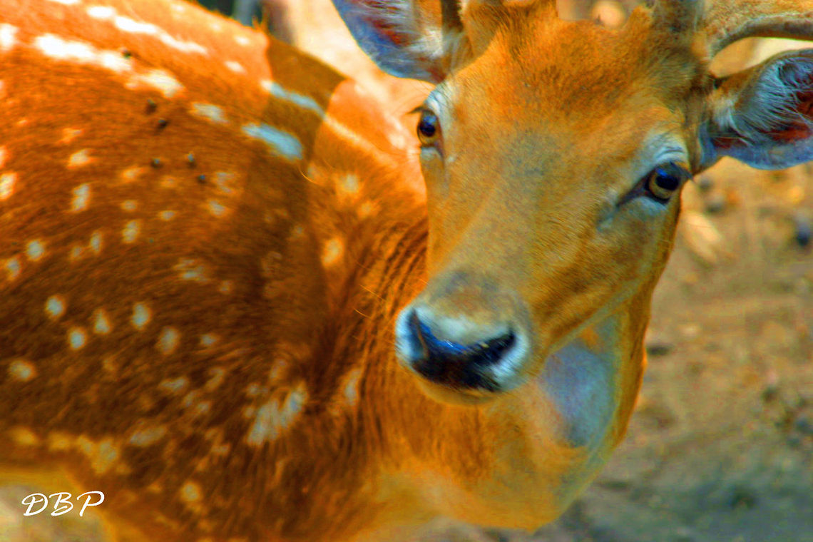 Oh Deer Gazing in the distance searching for food.
