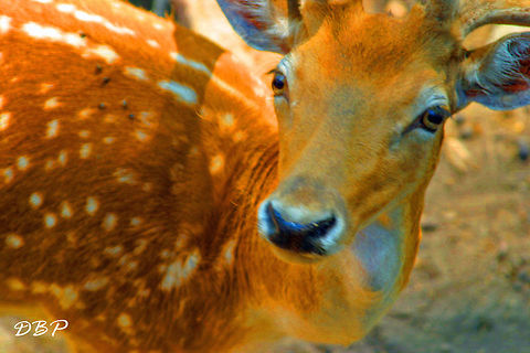 Oh Deer Gazing in the distance searching for food.