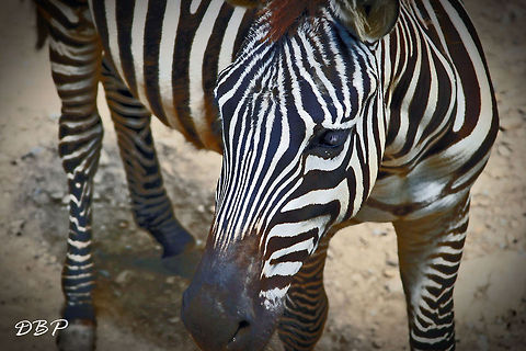A Watchful Eye Keeping watch, this zebra watches for visitors passing by.