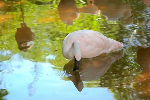 Reflection Alone in the water, a lesser flamingo sees itself for what it really is... Lesser Flamingo,Phoenicopterus minor