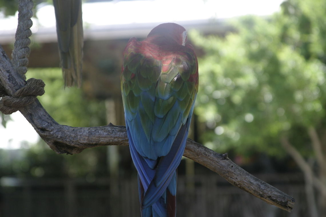 Blue, Green, & Red Showing of its colors on a  beautiful day. Ara chloropterus,Red-and-green Macaw