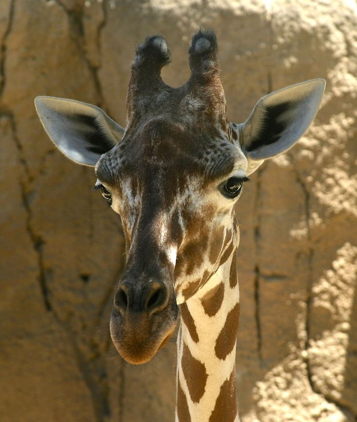 Home Grown... Never to full for food.. Giraffa camelopardalis,Giraffe