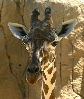 Home Grown... Never to full for food.. Giraffa camelopardalis,Giraffe