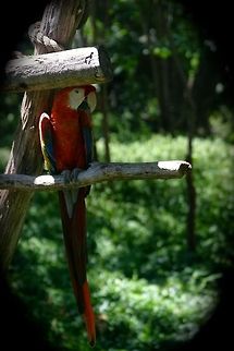 No place like home Comfortably perched staying cool in the shade... Ara macao,Scarlet Macaw