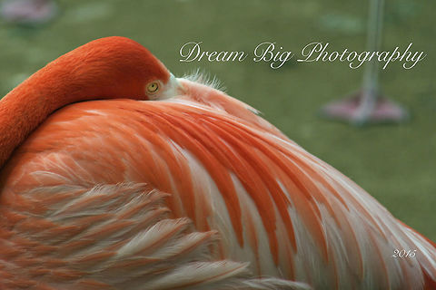Flamingo Just because you can't fly doesn't mean your imagination can't soar. 
Dream Big Photography is a watermark that I add to all my photos as a reminder to live your dreams :)
enjoy! American Flamingo,Phoenicopterus ruber