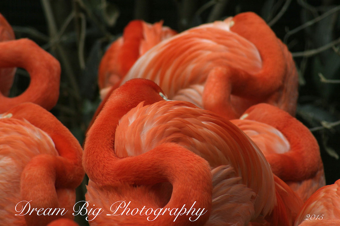 Sleepy Time a flamingo flock taking a snooze.. American Flamingo,Phoenicopterus ruber