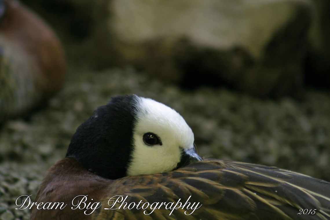Black Capped Whistling Goose Peering from under his wing after a long day.. Dendrocygna viduata,White-faced Whistling Duck