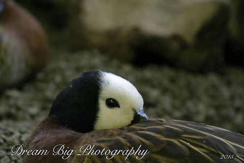 Black Capped Whistling Goose Peering from under his wing after a long day.. Dendrocygna viduata,White-faced Whistling Duck